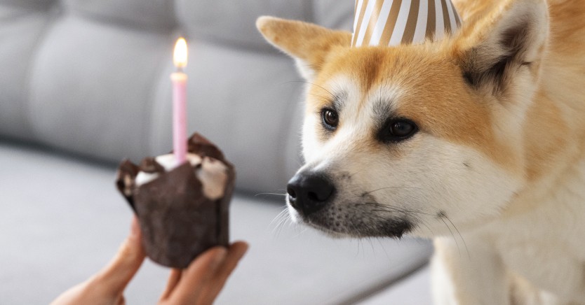 Ask Dr. Jenn: Why is Chocolate Toxic for Dogs?